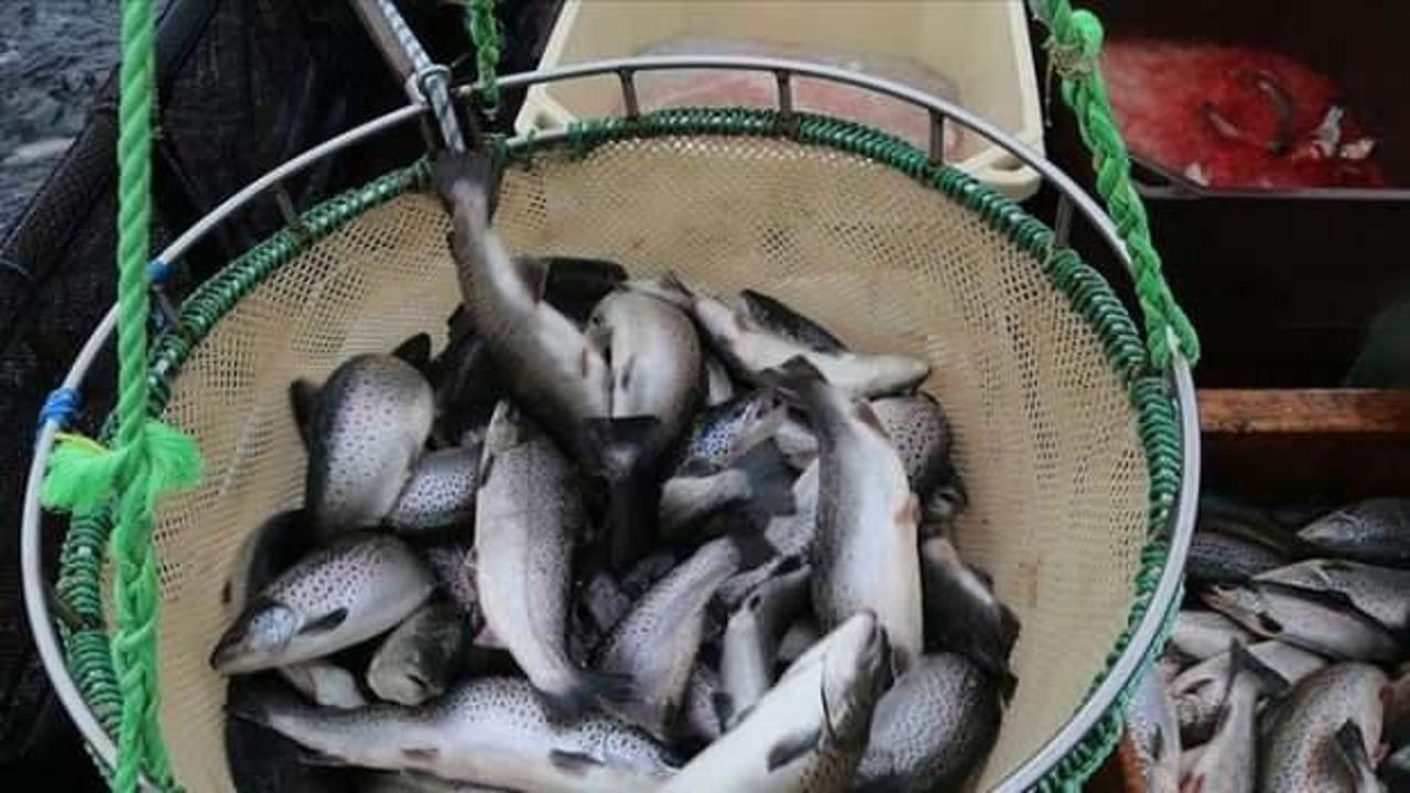 Doğu Karadeniz’in su ürünleri ihracat gelirinde artış!