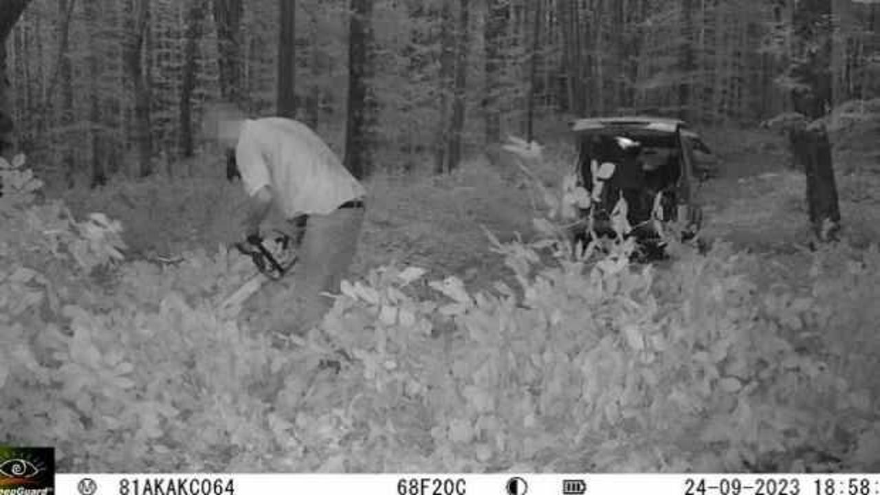 Ormanda kaçak kesime gözaltı