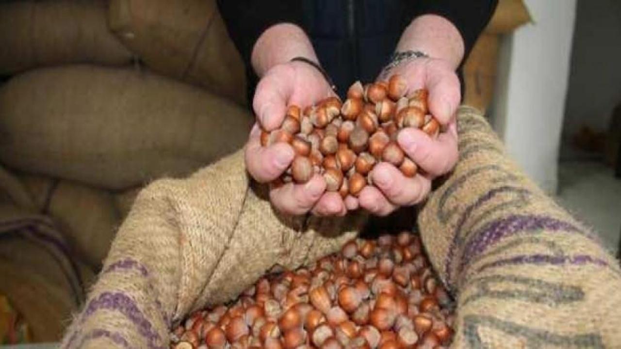 TMO’dan fındık fiyatı açıklaması