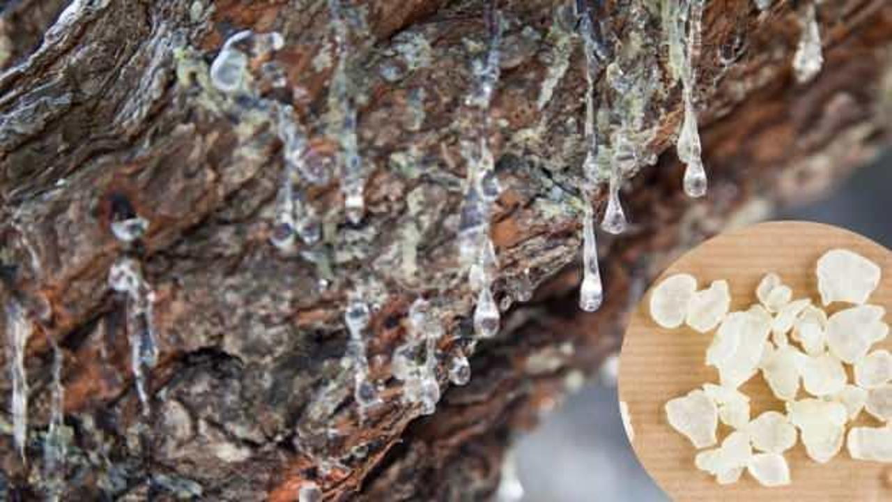 Sandaloz sakızı nedir, faydaları nelerdir? Sanadaloz sakızı tozu…