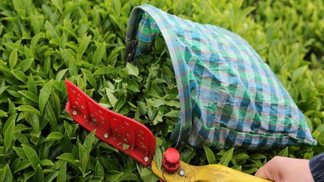 Çay üreticilerine alım ödemeleri yarın yapılacak