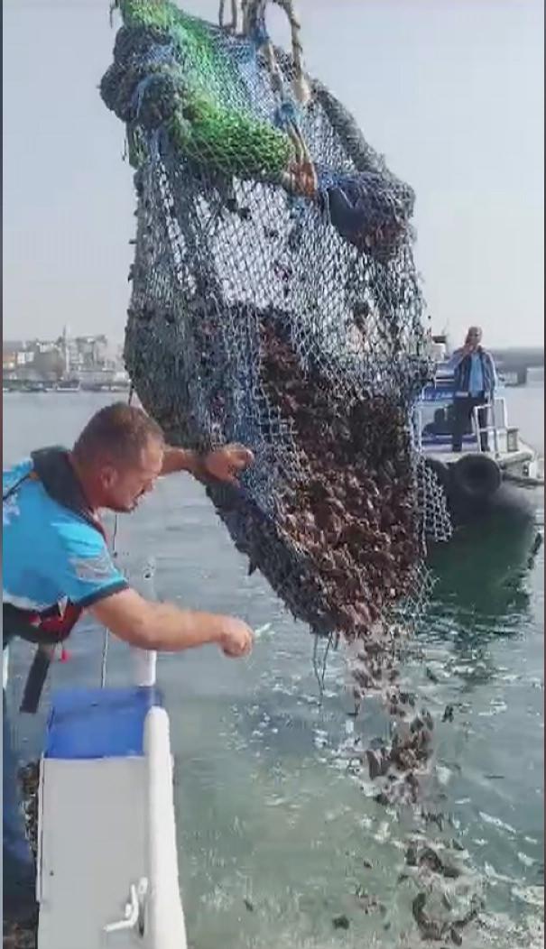 Boğaz'da midye operasyonu