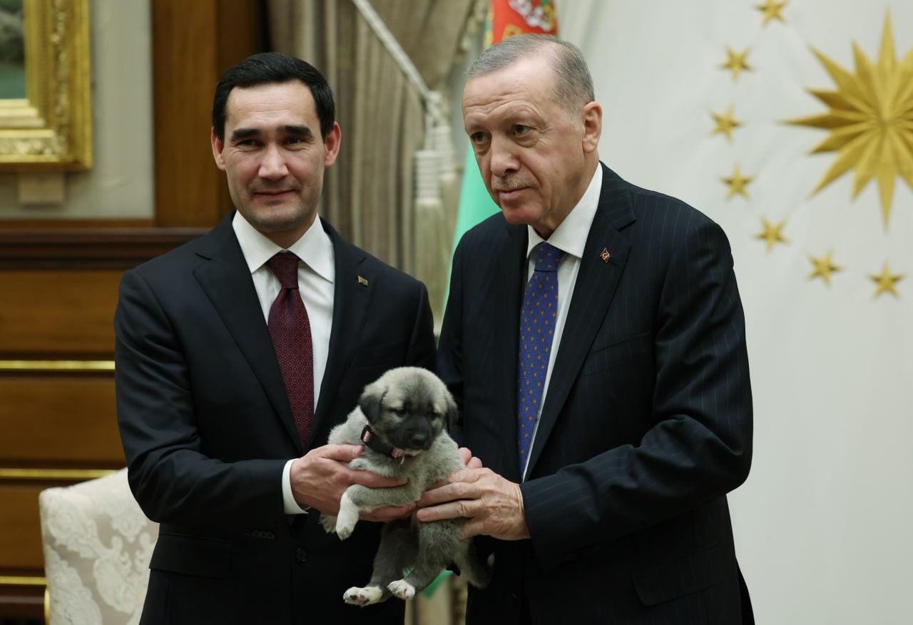 Erdoğan Türkmenistan Devlet Başkanı Berdimuhammedov'a Kangal cinsi köpek hediye etti