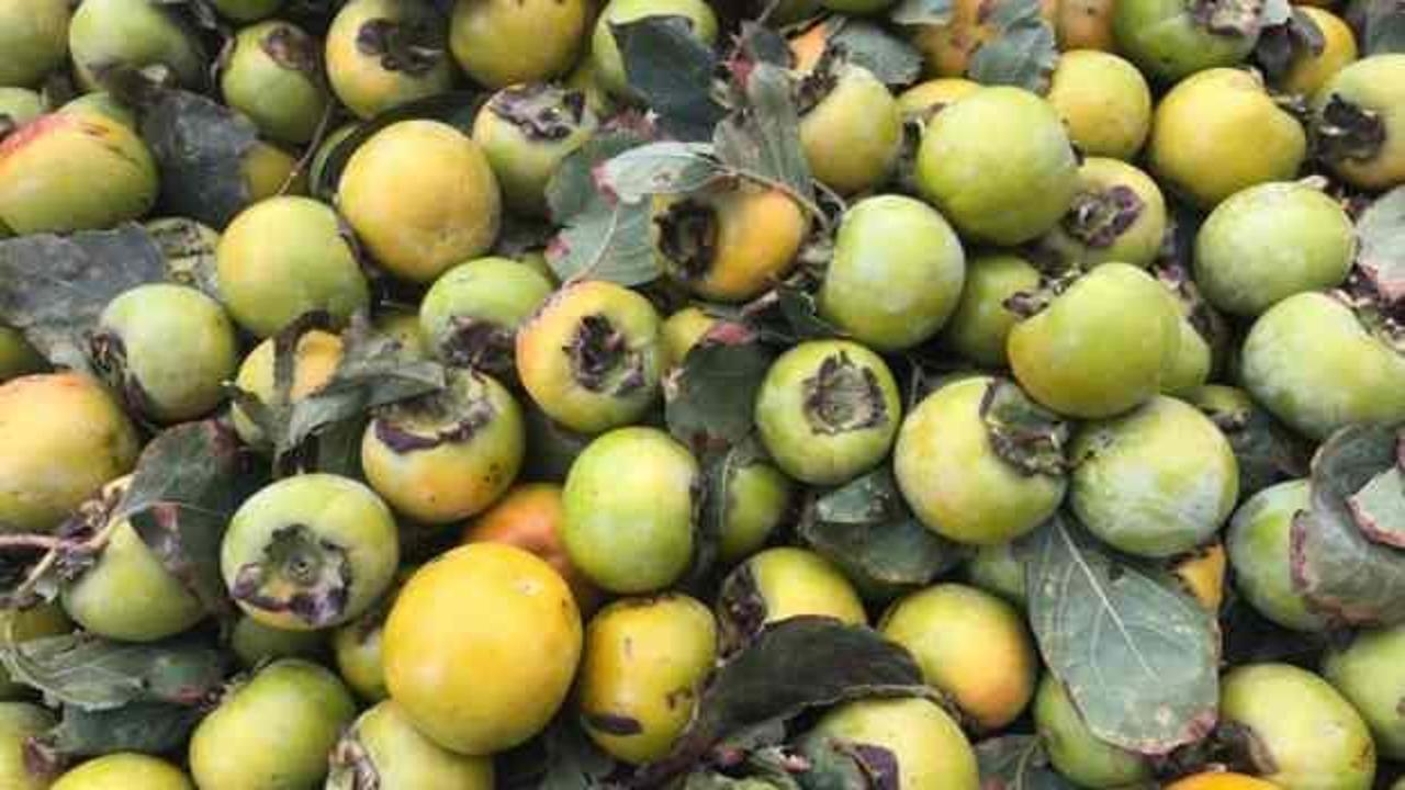 Cennet hurmaları kışa hazırlanıyor