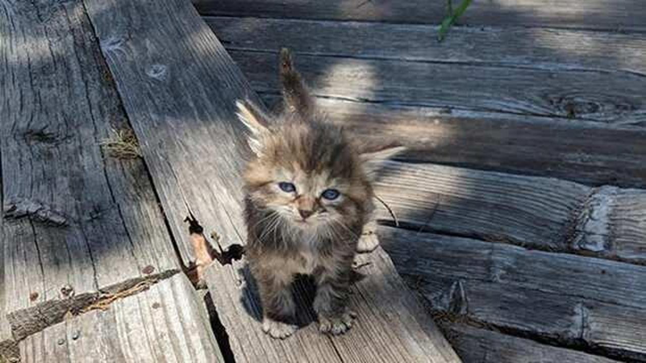 Kendini çok iyi gizlemiş olan yavru kediyi 5 saniye içerisinde bulabilir misin?