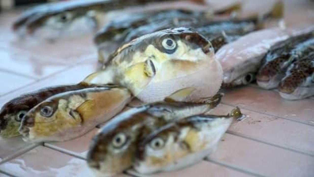 Bu balığa dikkat! Bir çatal almak dahi öldürebilir