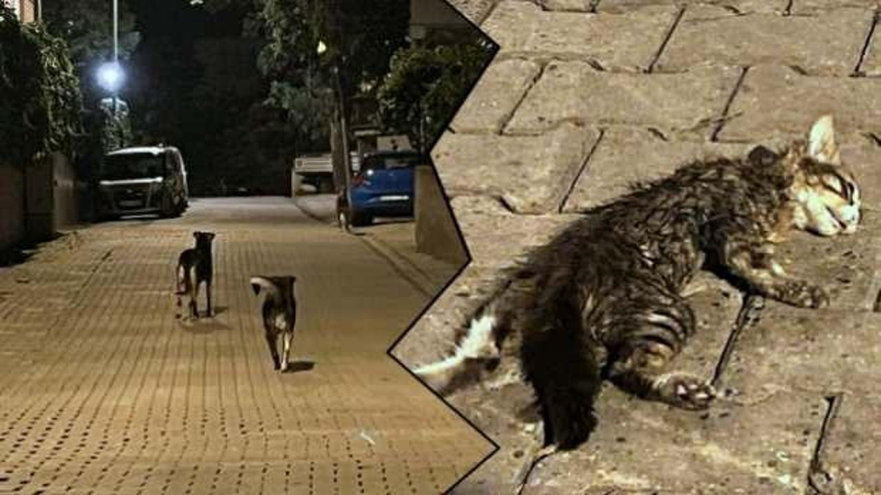 Köpek terörü yine hayvanları vurdu… Yavru kediyi parçaladılar!