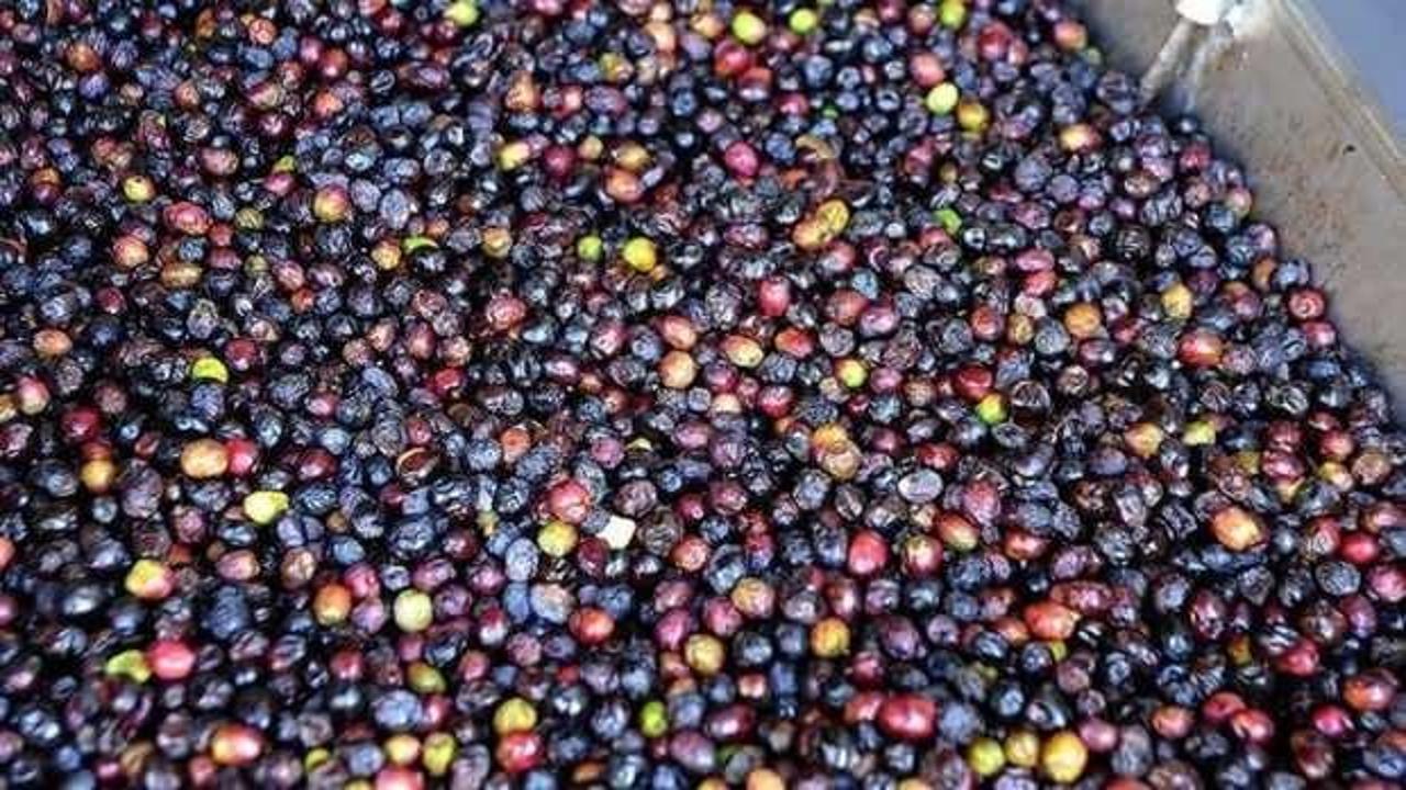 Türkiye’nin sofralık zeytin ihracatı 184,5 milyon doları buldu