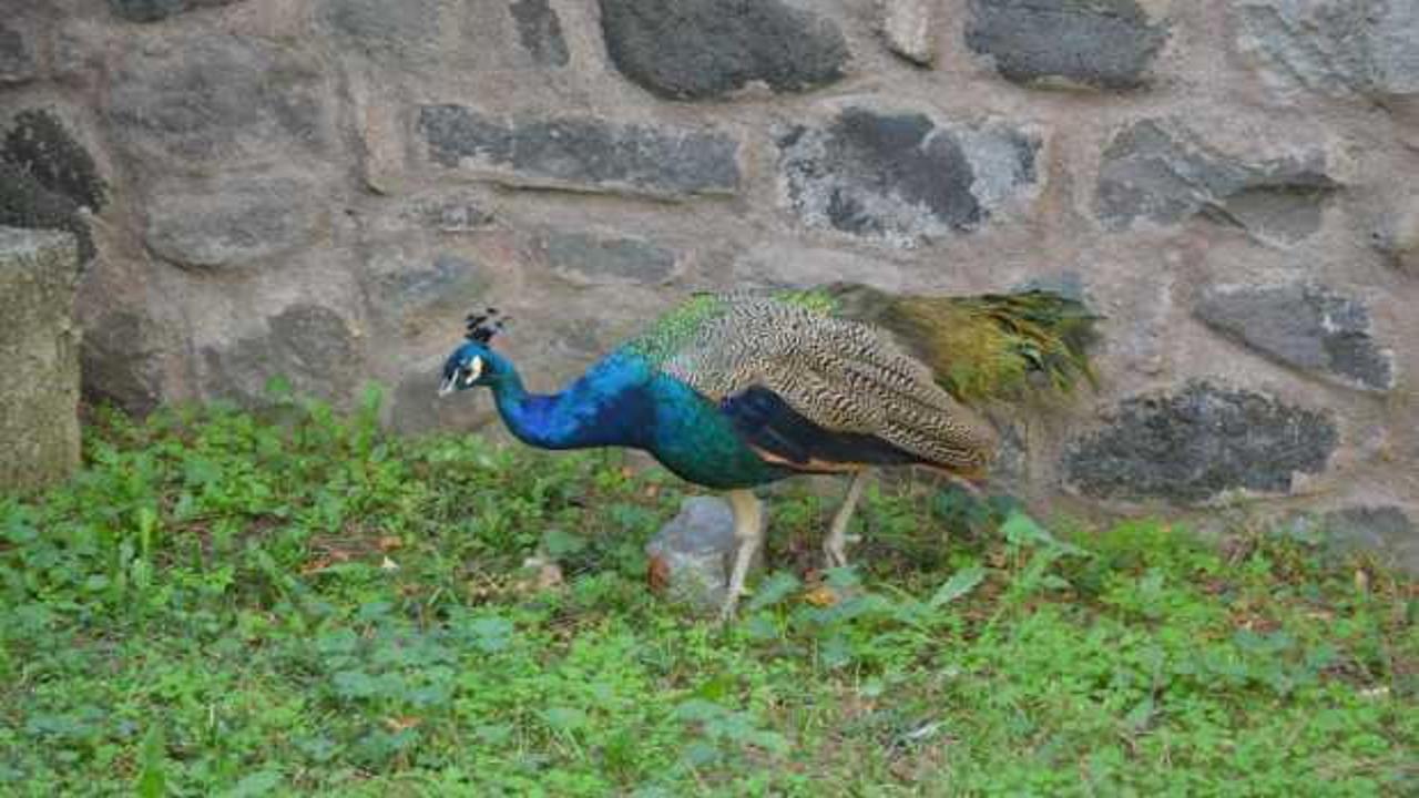 Çıkardığı sesten rahatsız olan mahalleli, tavus kuşunu CİMER’e şikayet etti
