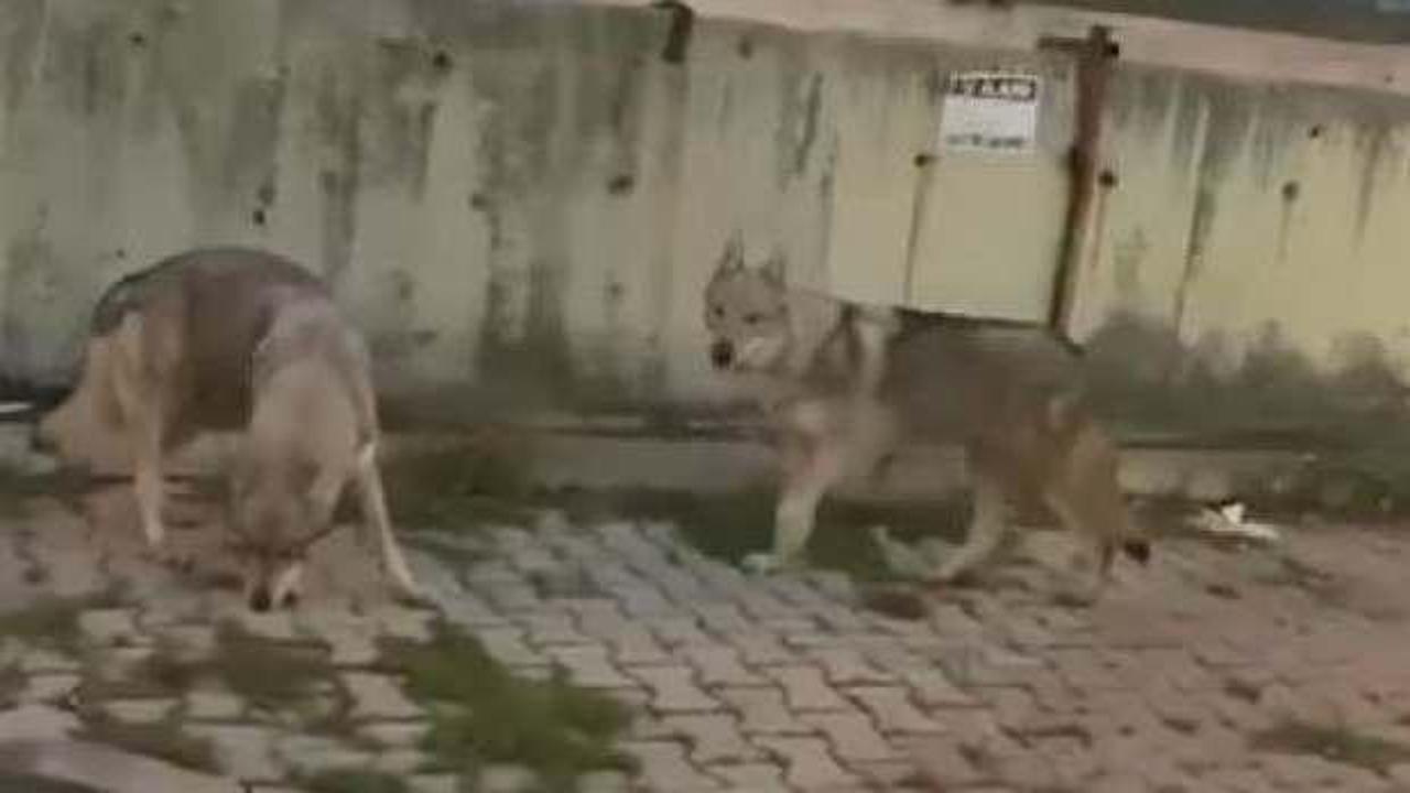 Aç kalan kurtlar İstanbul’da şehir merkezine indi