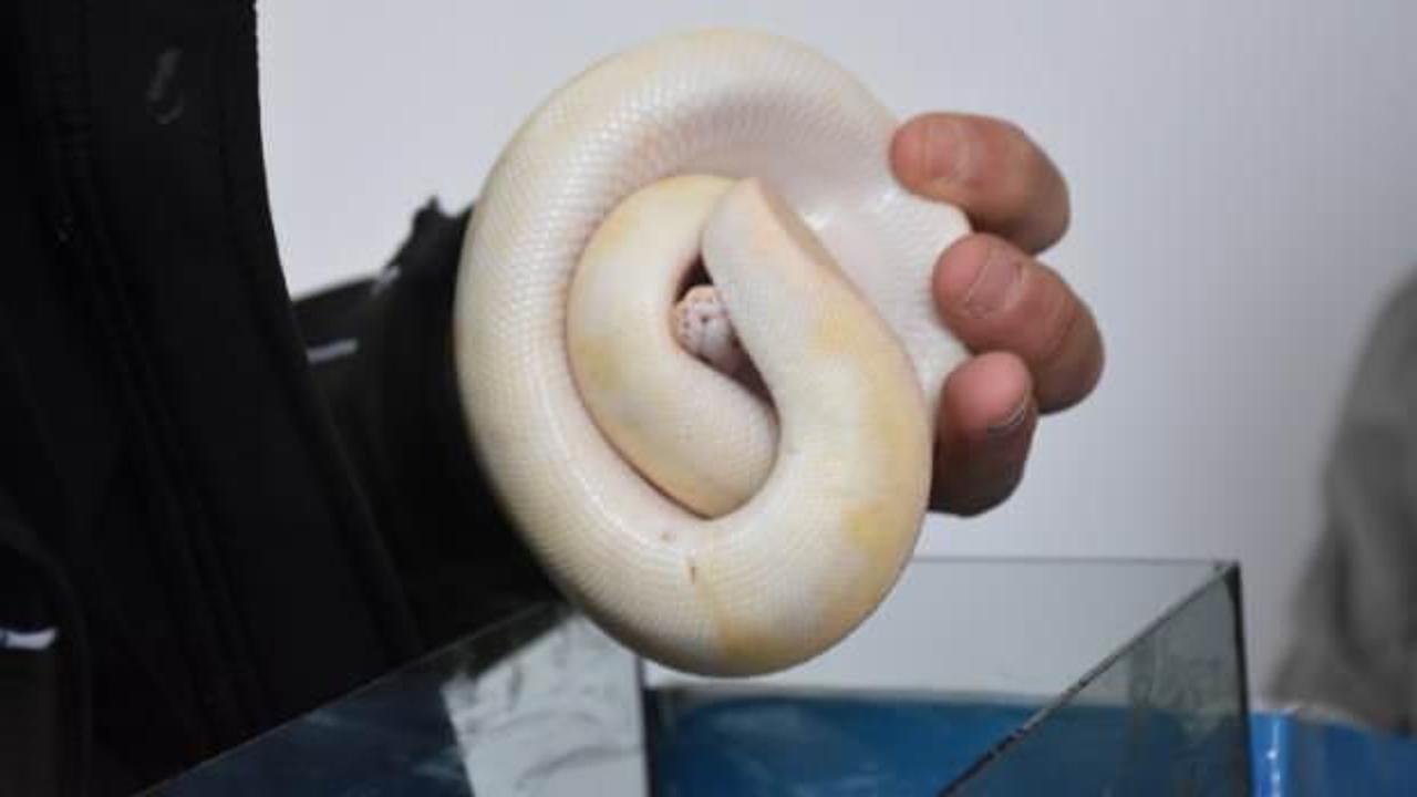 Aksaray’da bir otomobilde bal pitonu ele geçirildi