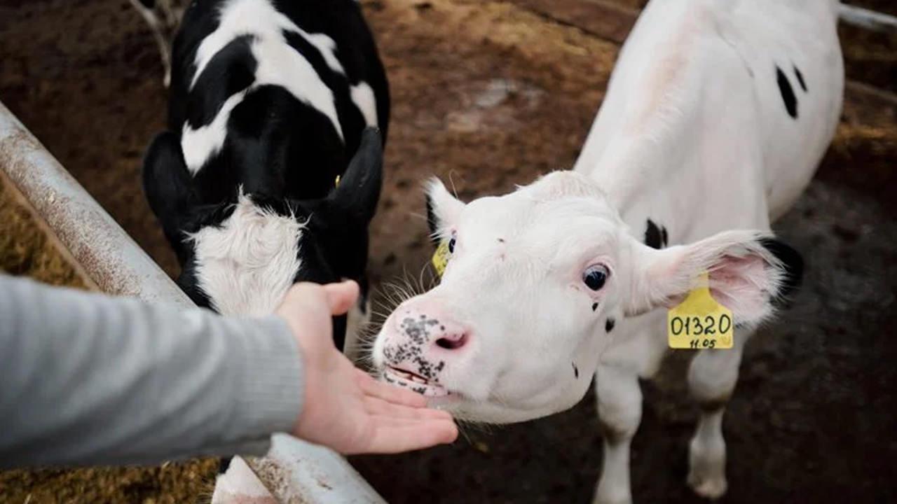 Brusella hastalığı ölümcül müdür, belirtileri nelerdir? Brusella hastalığı bulaşıcı mı, ne iyi gelir?