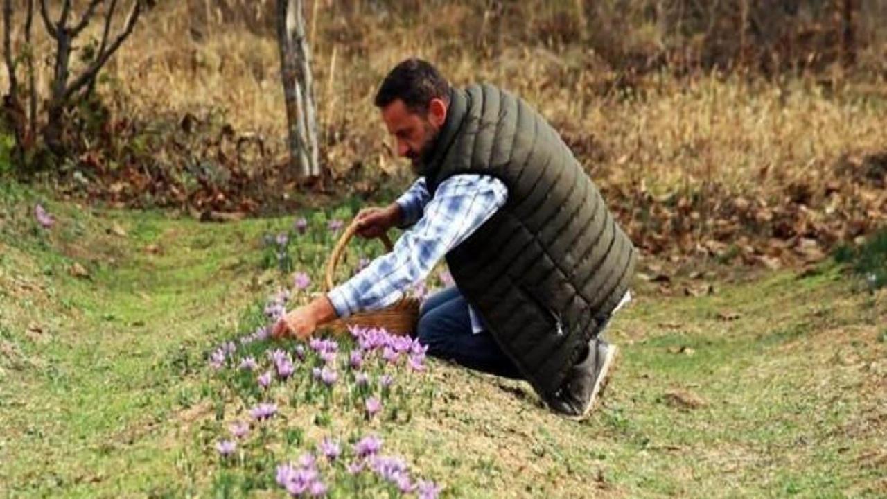 Safranda düşük rekolte beklentisi! Kilosu 250 bin liradan satılıyor