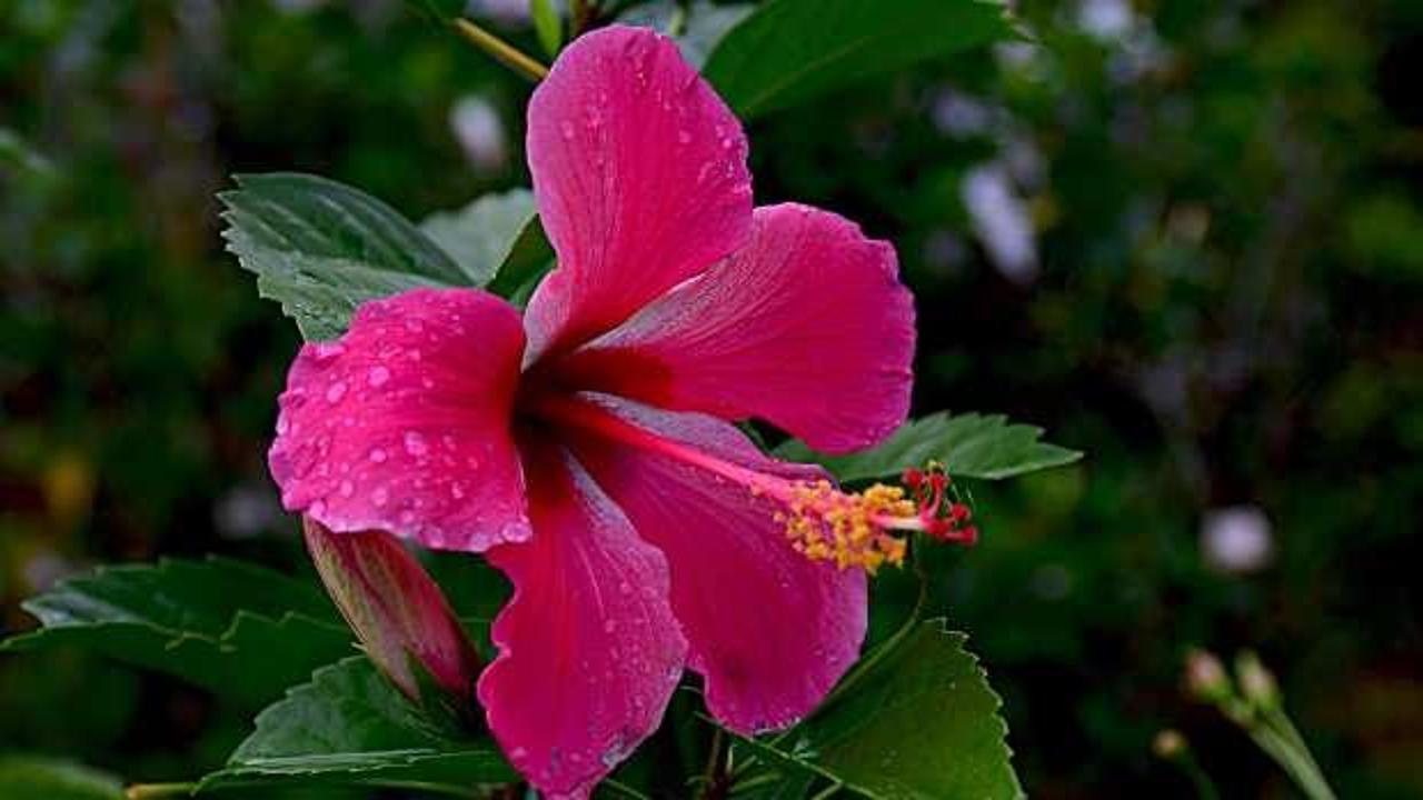 Taze ebegümeci nasıl tüketilir? Ebegümeci çayının faydaları…