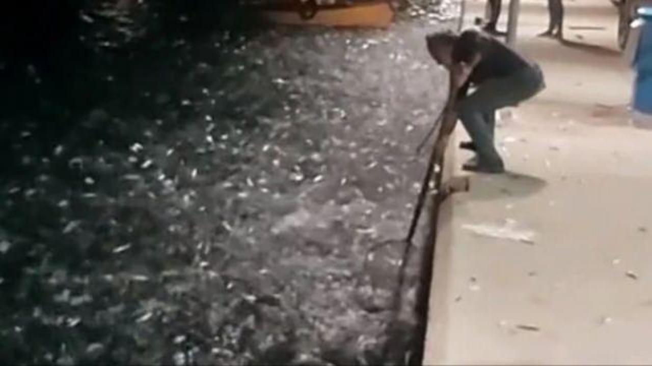 Yunanistan’da binlerce balık kıyıya vurdu