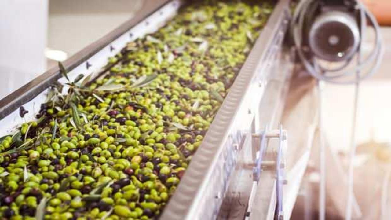 Zeytinyağı alırken aman dikkat! Ucuza satılan zeytinyağları zehir saçıyor…