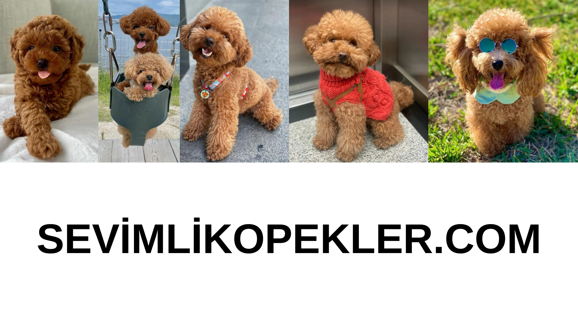Sevimli Köpekler