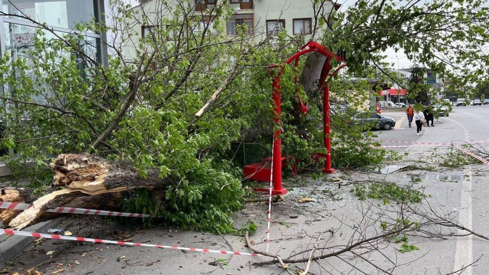 Otobüs durağına ağaç devrildi