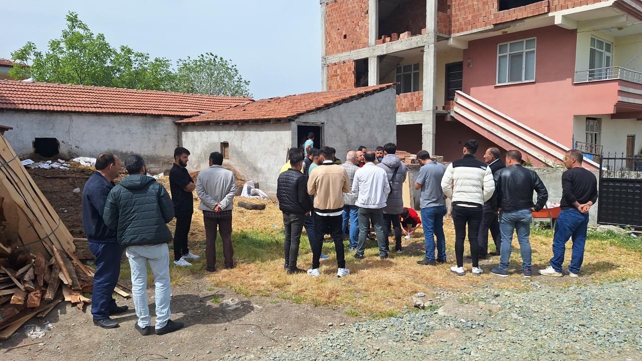 Samsun'da başıboş köpekler ahırdaki 12 buzağı ile 1 oğlağı boğarak öldürdü