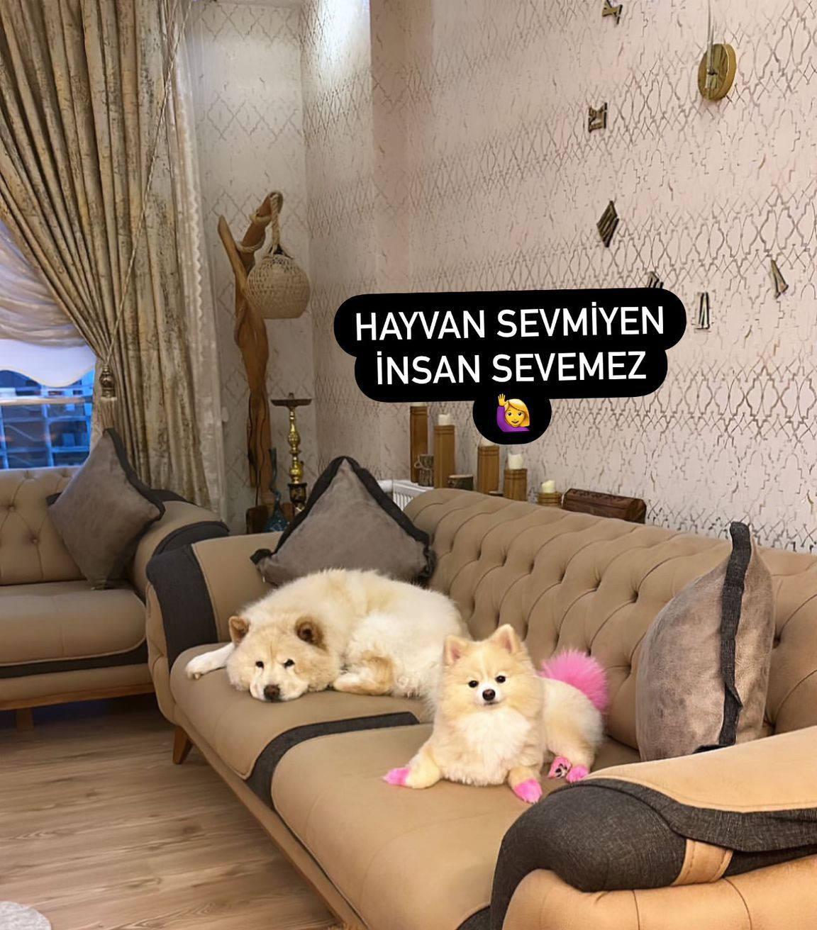 Evdeki diğer köpekten sahibini kıskanarak bacağını parçaladı