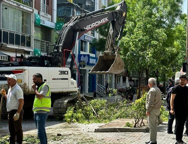 İstanbul'da ağaç katliamı! Esnaf ve vatandaş tepki gösterdi