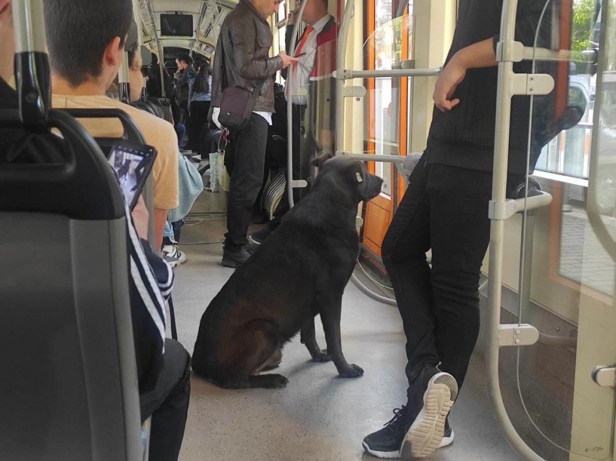 Eskişehir'de başıboş köpek tramvaya yolculuk yaptı