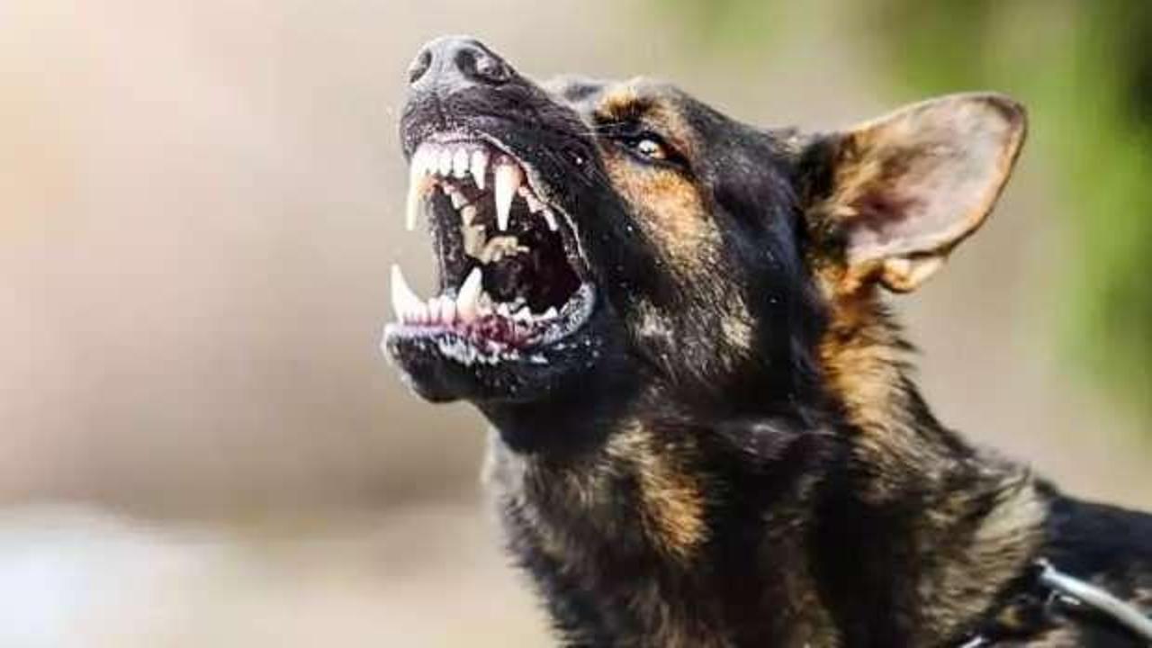 Adli tıp raporları ortaya çıktı! Katilleri başıboş köpekler