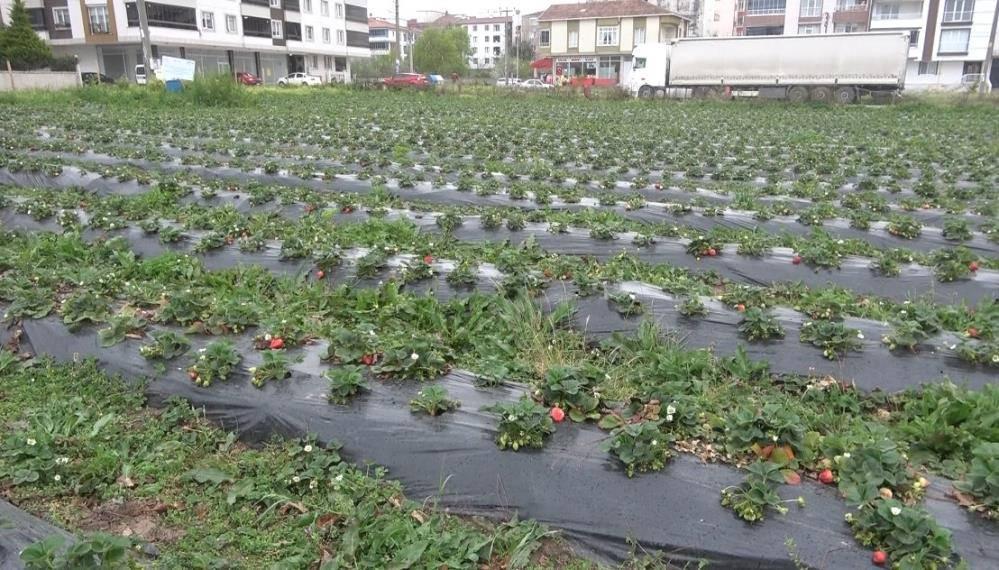 Bu tarlada çilekleri müşteriler topluyor