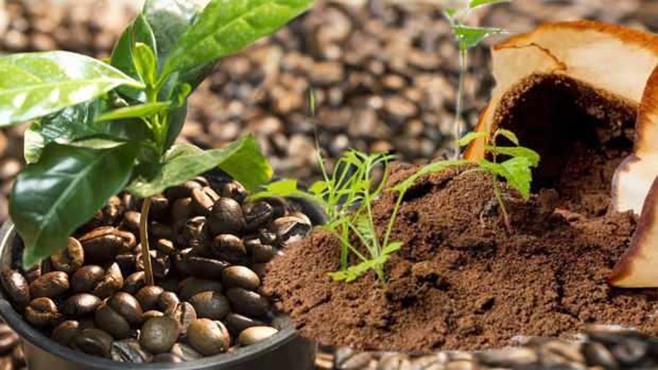 Bitkinin büyümesi için neler gerekli? En hızlı bitki büyüten o yöntem!