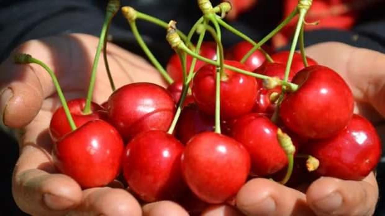 Demirci kirazı coğrafi işaret olarak tescillendi