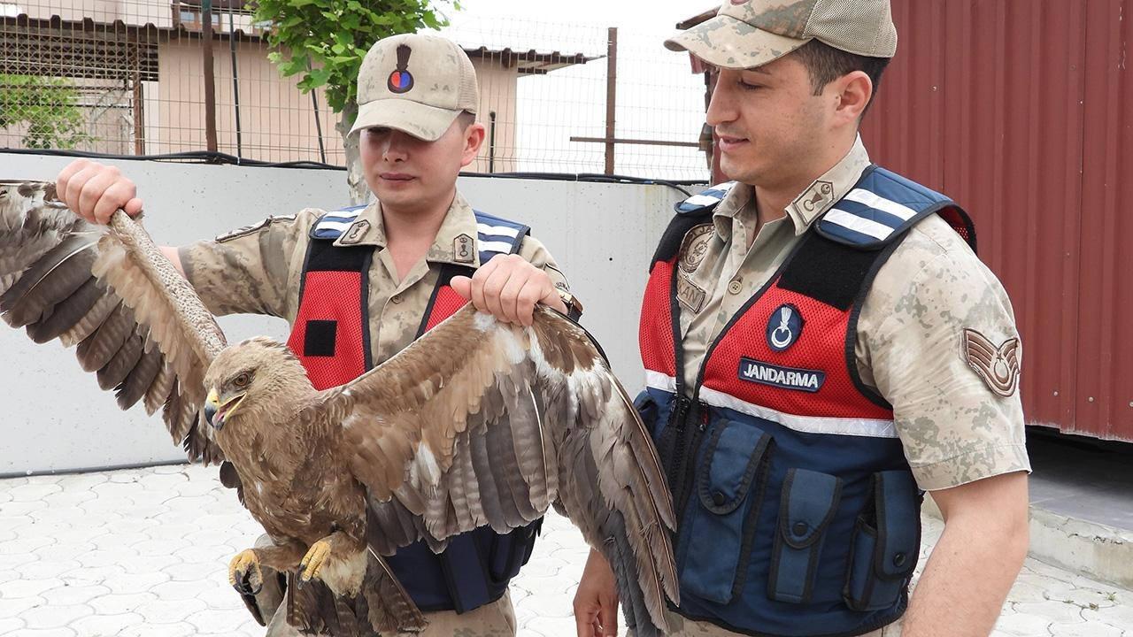 Yaralı kartalı jandarma kurtardı