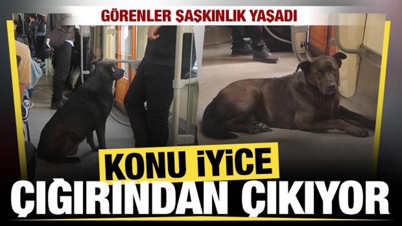 Eskişehir’de başıboş köpek tramvaya yolculuk yaptı