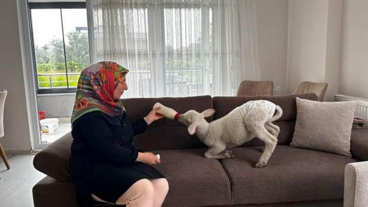 Evlerinde besliyorlar! Kuzuya bebek gibi bakıyorlar