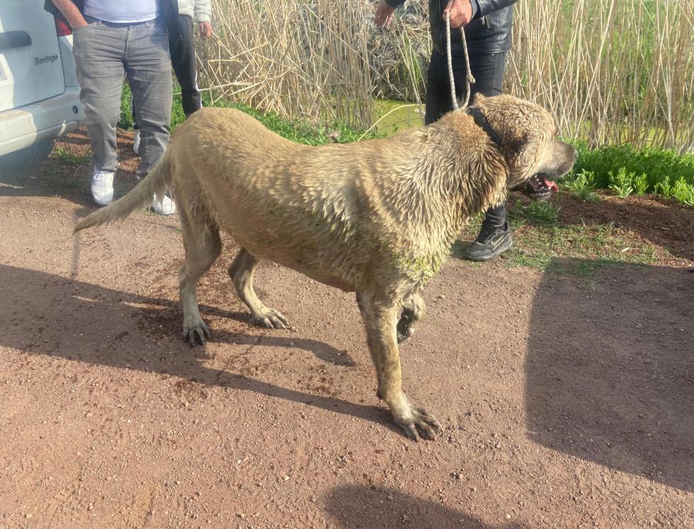 Köpek dövüştüren 14 kişiye 93 bin 808 lira ceza