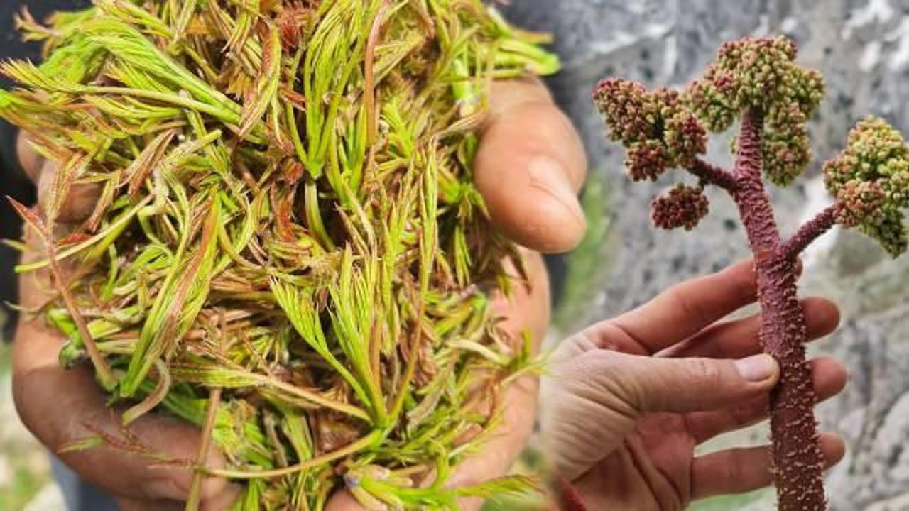 Işkın otu nerede yetişir, faydaları nelerdir? Işkın otu nedir?