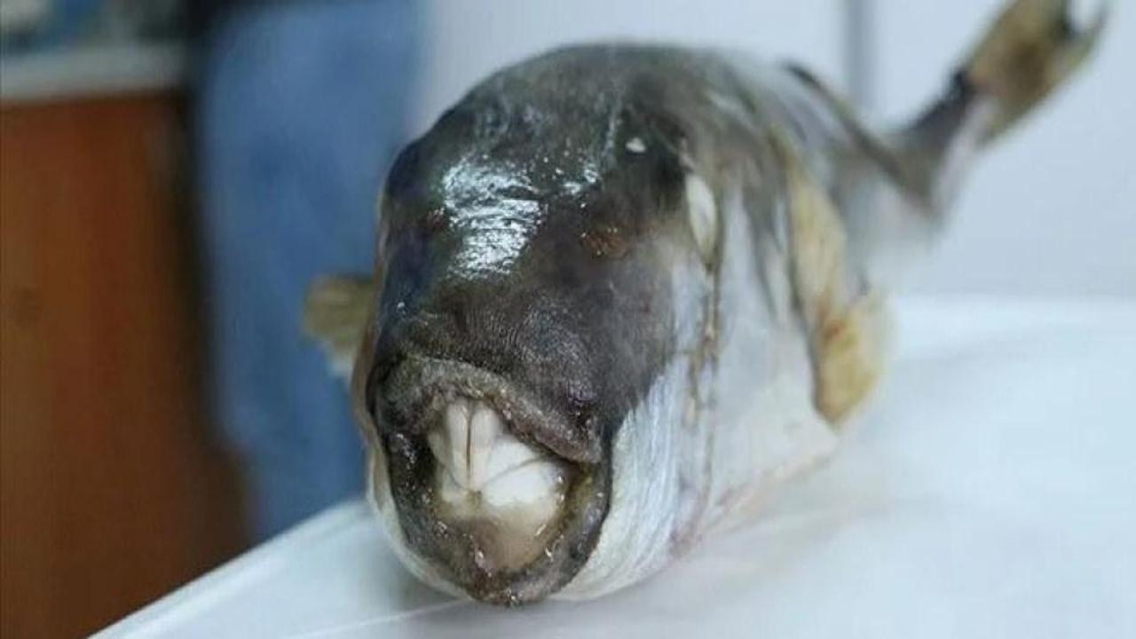 İstilacı balon balığını avlayanlara destek