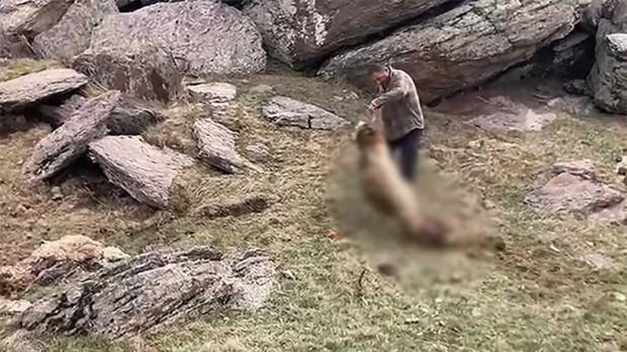 Kurtlar sürüye saldırıp 70 koyunu öldürdü