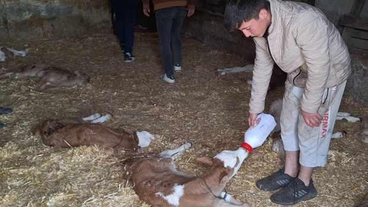 Samsun’da başıboş köpekler ahırdaki 12 buzağı ile 1 oğlağı boğarak öldürdü