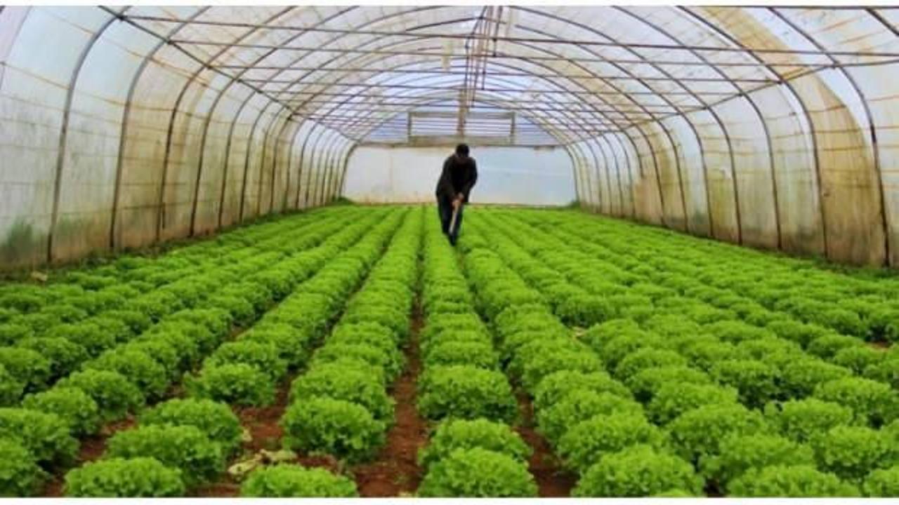 Serada erken hasat fiyatı düşürdü!