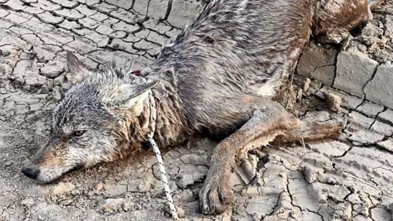 Sulama kanalında mahsur kalan yaralı kurt kurtarıldı