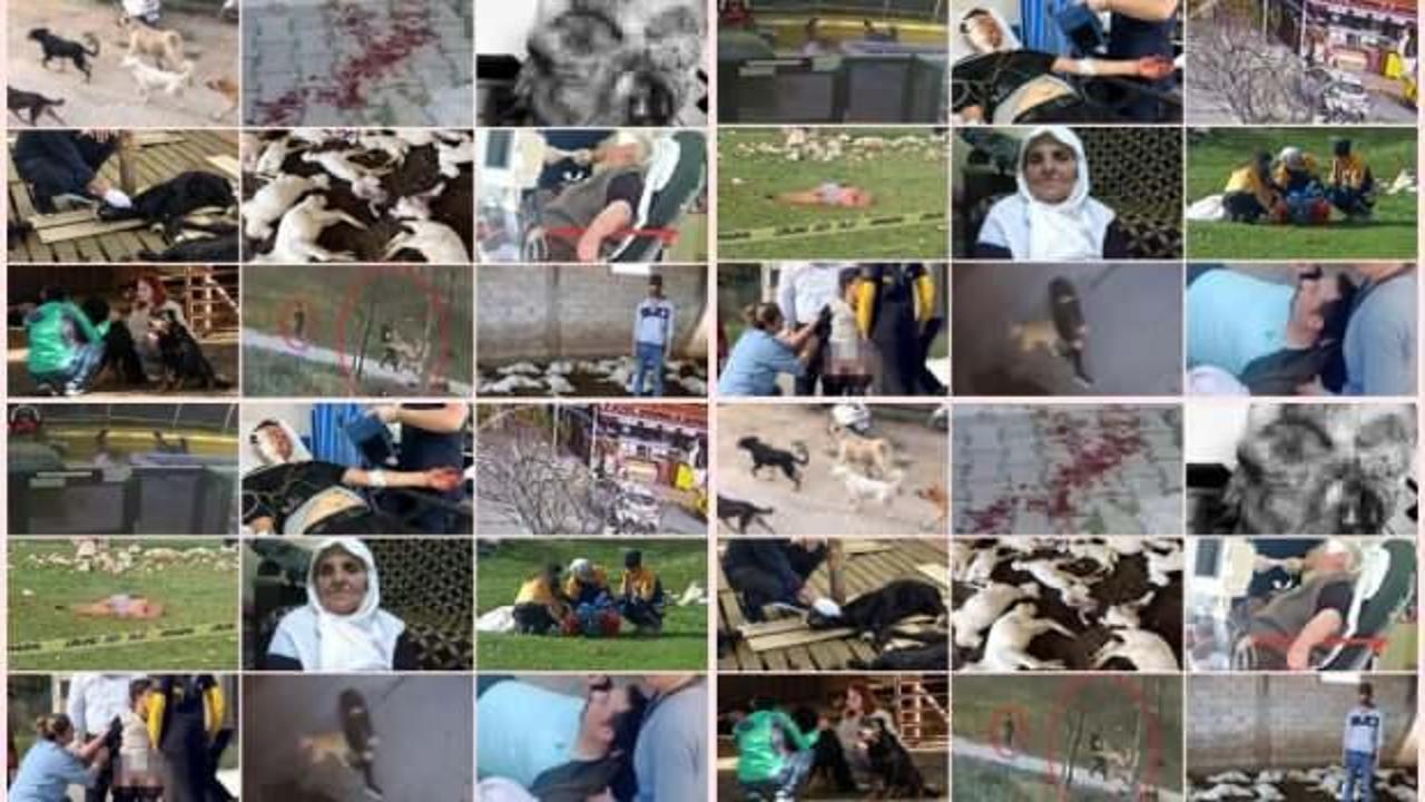 Vatandaşların Kedi Eros kadar değeri yok mu? 12 günde korkunç bilanço!