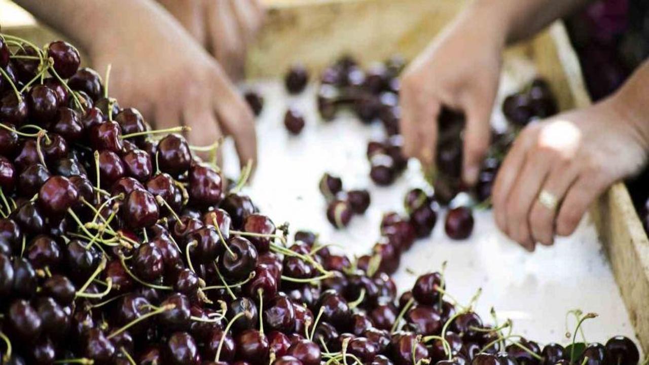 Türkiye, meyve üretiminde dünyada 4’üncü sırada