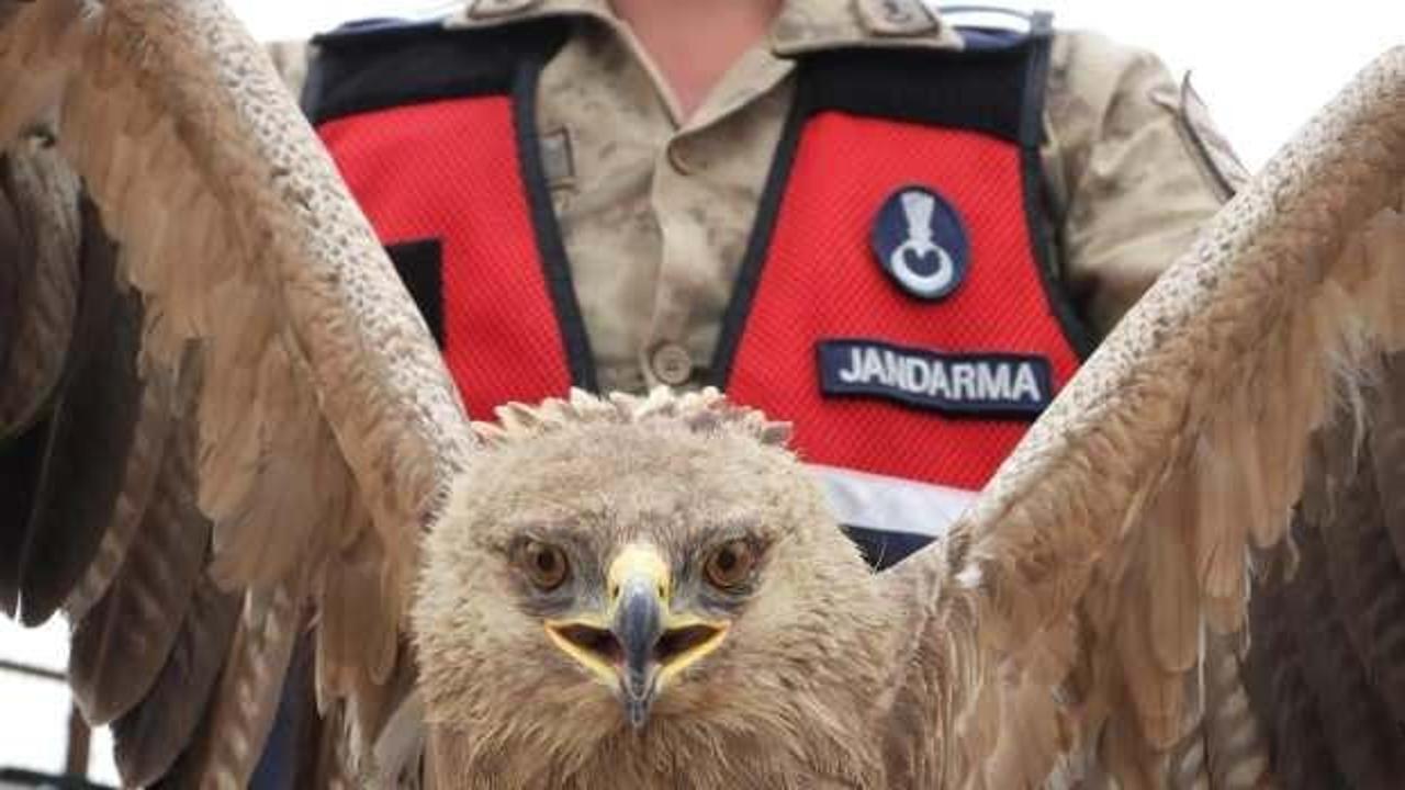 Yaralı kartalı jandarma kurtardı