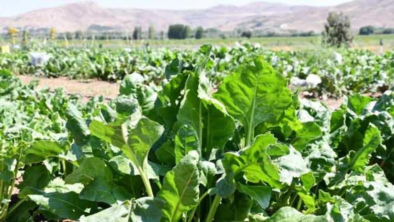 Yerli şeker pancarı tohumu tescil edildi