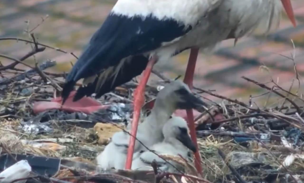 Yaren leylekten üzen haber! 2 yavrusunu kaybetti