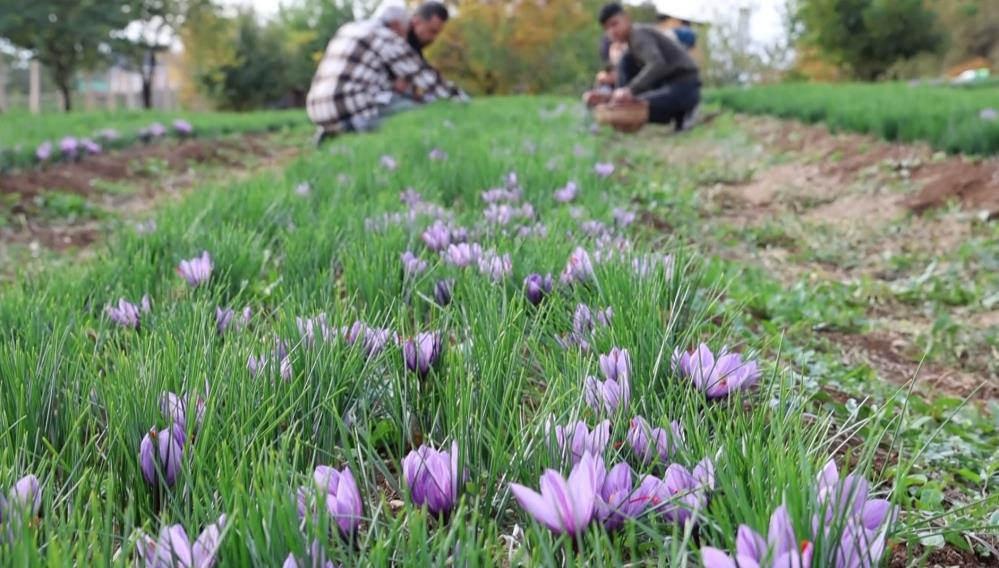 Dünyanın en pahalı baharatını ekti, kilosunu 200 bin liradan satıyor