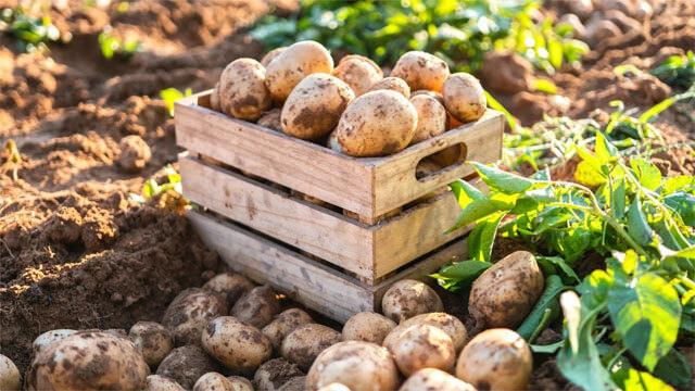 Yeşillenme ve filizlenme derdi yok! Patates nasıl saklanır?