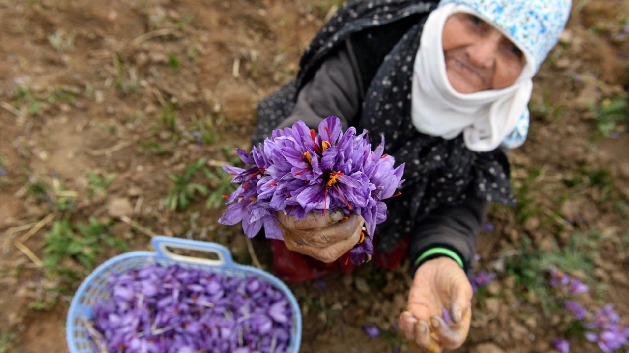 Safran nasıl kullanılır? Safran faydaları nelerdir, hangi hastalıklara iyi gelir?