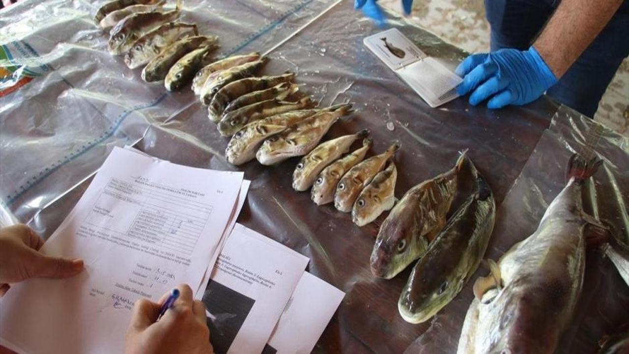 Balon balığı destek ödemeleri artırıldı!