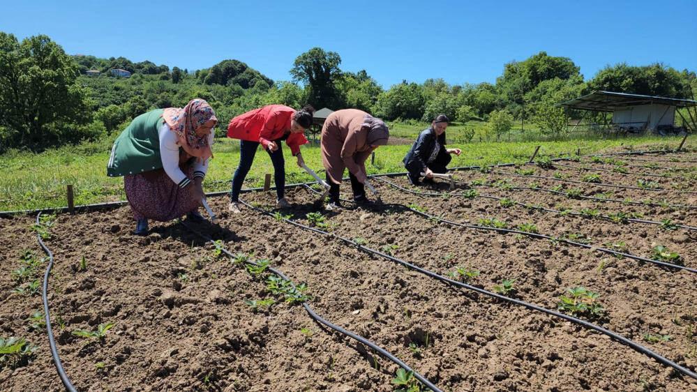 Aroması ve tadı ile Osmanlı çileği tarlada alıcı buluyor